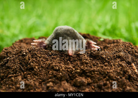 Close up di mole in giardino. Talpa europaea, strisciando fuori del molehill marrone, verde prato sfondo. Messa a fuoco selettiva Foto Stock