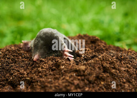 Close up di mole in giardino. Talpa europaea, strisciando fuori del molehill marrone, verde prato sfondo. Messa a fuoco selettiva Foto Stock