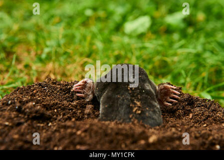 Close up di mole in giardino. Talpa europaea, strisciando fuori del molehill marrone, verde prato sfondo. Messa a fuoco selettiva Foto Stock