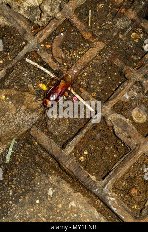 Grande scarafaggio americano o Periplaneta americana sul pavimento sporco in Bangkok. Foto Stock