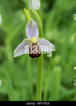 Una chiusura di un unico fiore di un bee orchid Ophrys apifera Foto Stock