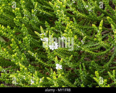 Un impianto di Hebe Edinensis mostra il piccolo/Lavanda fiori bianchi Foto Stock