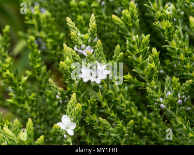 Una chiusura del piccolo bianco/lavanda fiori di Hebe Edinensis Foto Stock