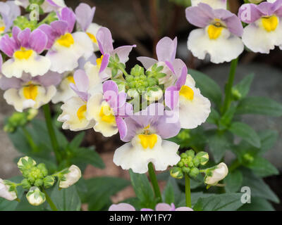 Close up dei fiori di Nemesia Bicolor Foto Stock