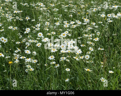 Oxeye margherite crescente fornendo giugno colore in un prato di fiori selvaggi Foto Stock