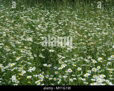 Oxeye margherite crescente fornendo giugno colore in un prato di fiori selvaggi Foto Stock