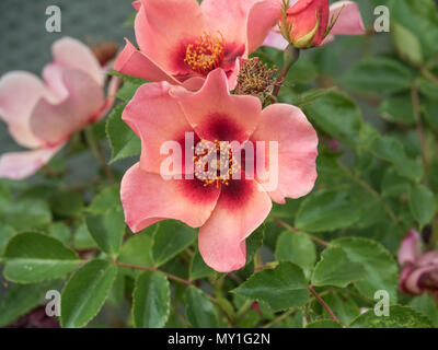 Una chiusura di un unico fiore di Rose i tuoi occhi solo Foto Stock