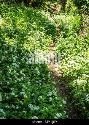 Un sentiero stretto attraverso aglio selvatico o ramsons in fiore in un legno Wiltshire. Foto Stock