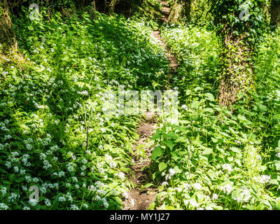 Un sentiero stretto attraverso aglio selvatico o ramsons in fiore in un legno Wiltshire. Foto Stock