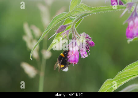 Impollinazione: un buff-tailed bumblebee sul fiore rosa di comfrey comune Foto Stock