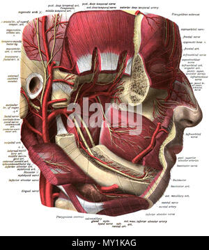 . Inglese: un illustrazione anatomica dal 1908 edizione di Sobotta del Atlante di Anatomia umana . 22 ottobre 2013, 00:36:19. Il dott. Johannes Sobotta 494 Sobo 1909 543 Foto Stock