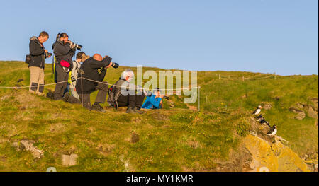 Scattare le foto di Atlantaic i puffini, scogliere Latrabjarg, Islanda Foto Stock