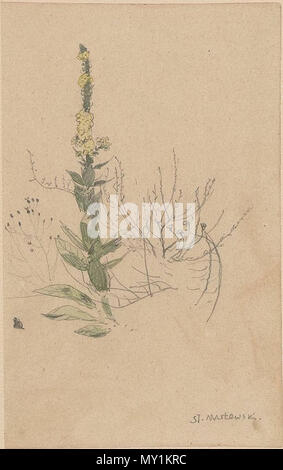 501 Stanisław Masłowski (1853-1926), Dziewanna (Mullein - Velevet impianto), matita e acquarello su carta, ca 1875 Foto Stock