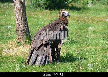 Un avvoltoio Cinereous (Aegypius monachus) in piedi sull'erba al Hawk Conservancy fiducia nell Inghilterra del Sud Foto Stock