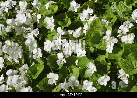 White viola odorata, vista dall'alto Foto Stock