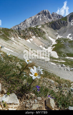 Papavero alpino bianco, Parco Nazionale del Gran Sasso e Monti della Laga Abruzzo, Italia, Europa Foto Stock