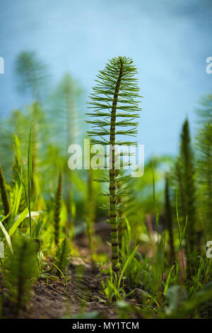 Particolare della pianta dell'Equisetum, Equisetum L., illuminata dalla prima luce del mattino. Abruzzo, Italia, Europa Foto Stock