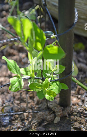 Pisello dolce piantina inizi a crescere una pianta del telaio di supporto Foto Stock