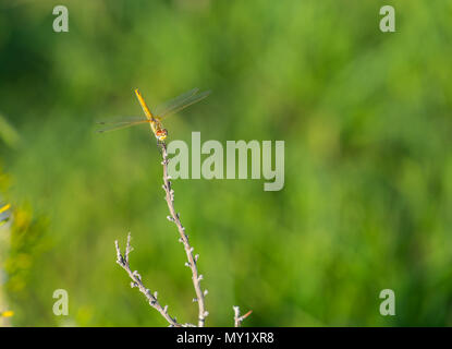 Verde naturale sfondo con dragonfly seduto su un ramo in una giornata di sole. Foto Stock