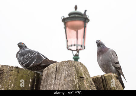 Due piccioni bird stand su un ceppo di legno in città con sfondo sfocato, Piccioni,colomba in sfondo bianco. Foto Stock