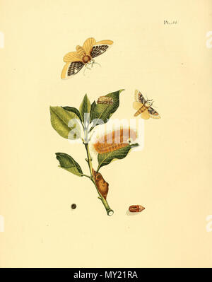 . Illustrazione di: Megalopyge xanthopasa (come syn. Phalaena xanthopasa) . 1848. Jan Sepp (1778 - 1853) 481 Sepp-Surinaamsche vlinders - pl 014 piastra xanthopasa Megalopyge Foto Stock