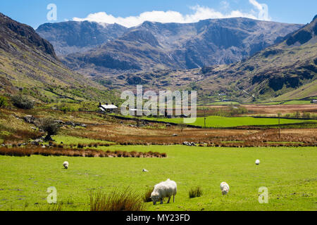Guardando la valle di Nant Ffrancon verso le montagne Glyderau con pecore al pascolo in campi di campagna nel Parco Nazionale di Snowdonia. Ogwen BethesdaNorth Wales Regno Unito Foto Stock