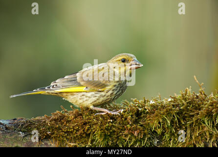 Il Verdone maschio (Carduelis chloris) siede su un mossy tronco di albero e mangia i semi di girasole. Può la mattina in Polonia. Visualizzazione orizzontale Foto Stock