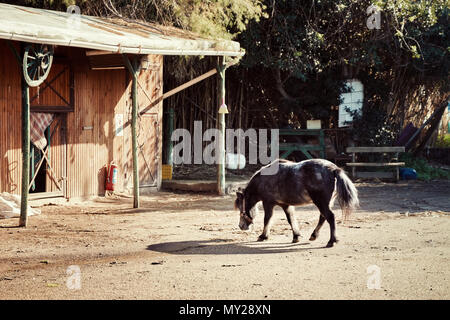 Little Black pony camminando verso la stabile in un allevamento di cavalli in una giornata di sole Foto Stock