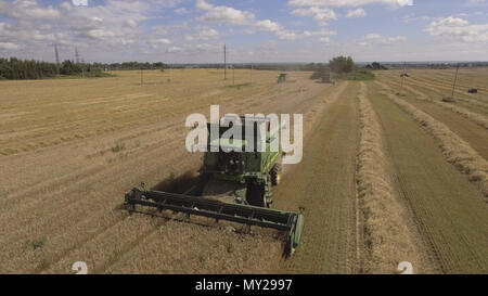 Mietitrebbia su un campo di grano a raccolto.Vista aerea di terreni agricoli con harvester.Combine la mietitura del frumento.Vista aerea di terreni agricoli con trincia semovente. Lavoro concetto Harvestgriculture.4K video Foto Stock