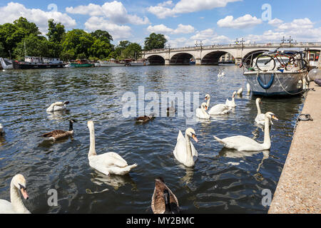 Cigni nuoto da Kingston Bridge sul fiume Tamigi, Kingston upon Thames, Greater London, Regno Unito in una giornata di sole a inizio estate con cielo blu Foto Stock