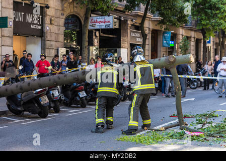 Barcellona, Spagna - 20 Settembre 2017: Vigili del Fuoco tirando un albero caduto in mezzo alla strada con le persone intorno a Barcellona, in Catalogna, Spagna Foto Stock
