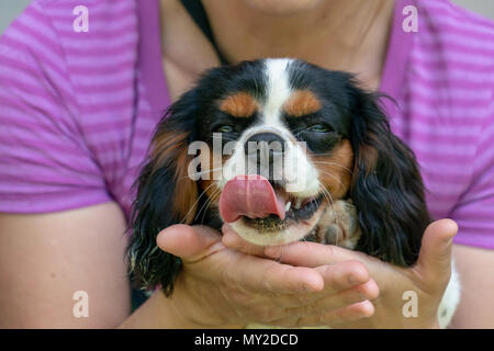 Chevalier re cane cucciolo neonato ritratto Foto Stock