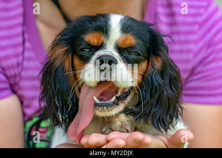 Chevalier re cane cucciolo neonato ritratto Foto Stock