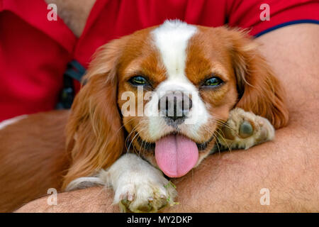 Chevalier re cane cucciolo neonato ritratto Foto Stock