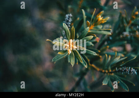 Piccole foglie di daphne gnidium nella natura Foto Stock