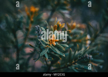 Piccole foglie di daphne gnidium nella natura Foto Stock