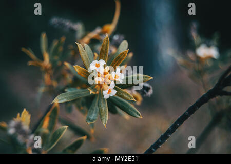 Piccole foglie e fiori di colore bianco di daphne gnidium nella natura Foto Stock