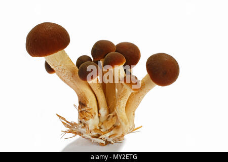 Funghi pioppini isolato su uno sfondo bianco Foto Stock