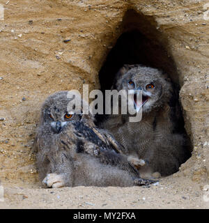 Eurasian Gufo Reale / Europaeische Uhus ( Bubo bubo ), quarreling pulcini con la carcassa del porcospino davanti al loro nido scavano, divertente, la fauna selvatica, Foto Stock