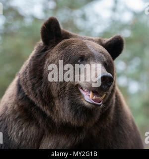 Unione orso bruno / Europäischer Braunbaer ( Ursus arctos ), vicino dettagliata colpo di testa, l'Europa. Foto Stock