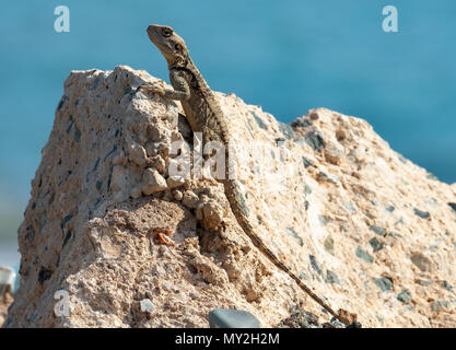 Gecko Lizard (infrastruttura Gekkota) su una roccia, Coral Bay, Cipro. Foto Stock