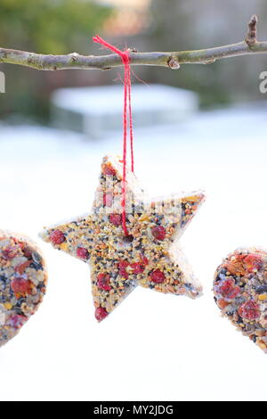 Fatta in Casa cookie cutter bird alimentatori realizzati con semi, grasso e siepe bacche appeso un piccolo albero in un giardino suburbano dopo la caduta di neve, in inverno, REGNO UNITO Foto Stock