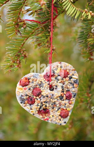 Fatta in Casa cookie cutter bird alimentatori realizzati con semi, grasso e siepe bacche appeso in un giardino suburbano in inverno, REGNO UNITO Foto Stock