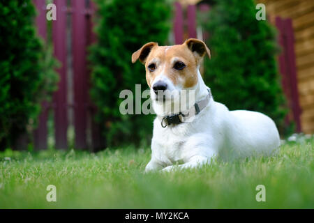 Jack Russel terrier sul prato vicino casa Foto Stock