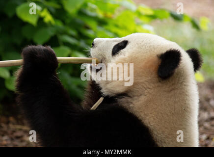 Orso panda in Pairi Daiza zoo,Belgio Foto Stock