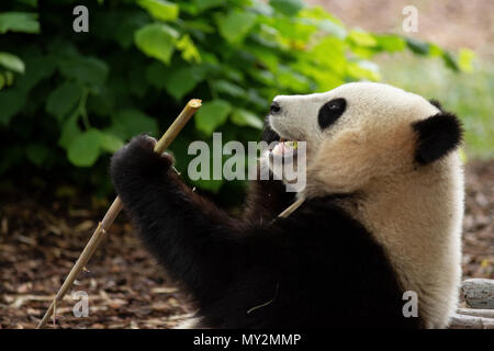 Orso panda in Pairi Daiza zoo,Belgio Foto Stock