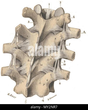 . Français : articolazioni des vertèbres entre elles et articolazioni des côtes avec le racliis, vue postérieure. -13,,ligamenvtertébraclommupnostérieu-r. 2,lamesvertébrales. inféraiepuorpeh-sy.5se,a5srt,iculairessupérieure-s. 4,apophysaersticulaires -7,ligamenitnstearptroapnhsyvseeérsspainire-eus8s,,e-s. 6,apophystersansverses. postérieur-. 9,ligamenctosto-translvigearsmaeirnectosto-transversaire faisceaauccessoireexterne.-11,ligamenstuspérieuar,vec10,figlio ligamentcsosto-lamellai-res1.i-,il legamento jaunes.-12et 13, mentsurépineux. interépineu-x.15,ligaveine . 2 novembre 2013, 10:30:16. Testut, L Foto Stock