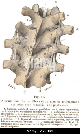 . Inglese: ticulations des vertèbres entre elles et articolazioni des côtes avec le racliis, vue postérieure. -13,,ligamenvtertébraclommupnostérieu-r. 2,lamesvertébrales. inféraiepuorpeh-sy.5se,a5srt,iculairessupérieure-s. 4,apophysaersticulaires -7,ligamenitnstearptroapnhsyvseeérsspainire-eus8s,,e-s. 6,apophystersansverses. postérieur-. 9,ligamenctosto-translvigearsmaeirnectosto-transversaire faisceaauccessoireexterne.-11,ligamenstuspérieuar,vec10,figlio ligamentcsosto-lamellai-res1.i-,il legamento jaunes.-12et 13, mentsurépineux. interépineu-x.15,ligaveine . 2 novembre 2013, 10:30:17. Testut, Léo ( Foto Stock