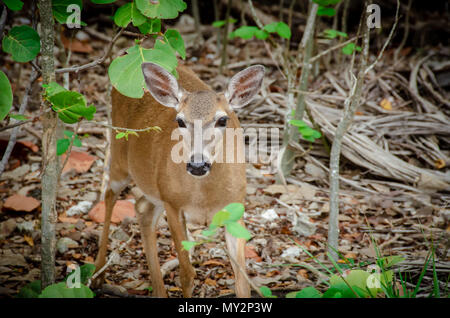 Key Deer (Odocoileus virginianus clavium) in chiave nazionale Deer rifugio in Big Pine Key, Florida Foto Stock