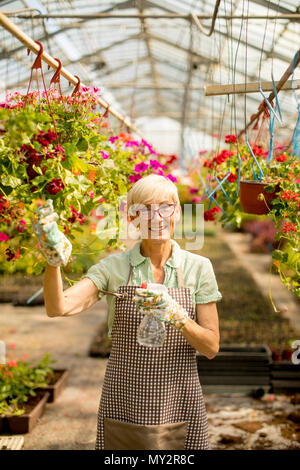 Ritratto di felice senior fioraio donna in piedi e utilizzando l'irroratrice nel grande giardino di fiori Foto Stock